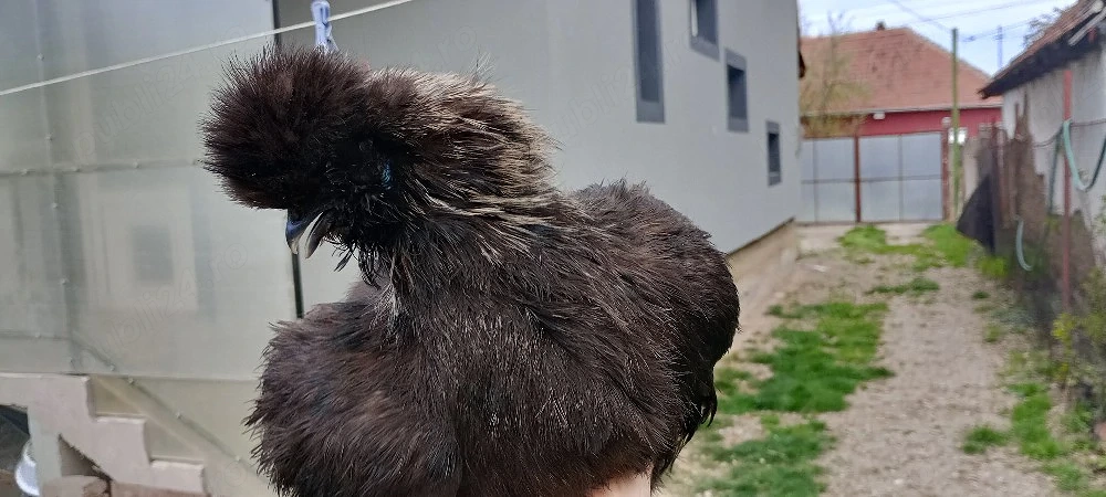 Vând o pereche de găini mătase japoneză