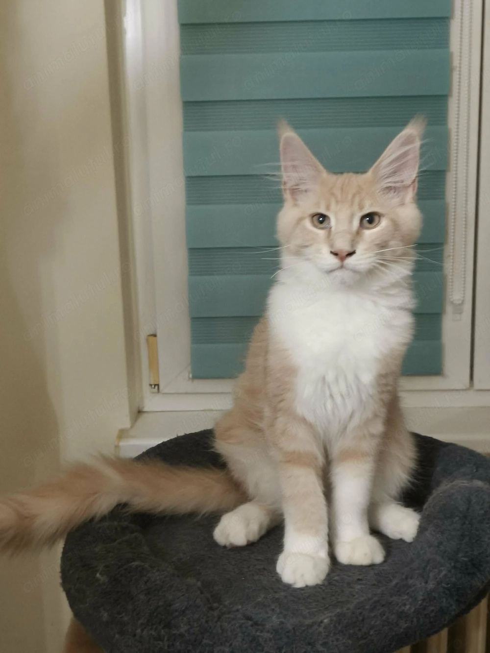 Pui de pisica Maine Coon