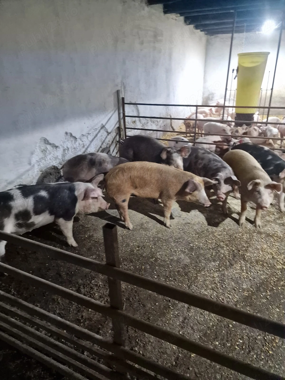 Vând purcei 70-90kg