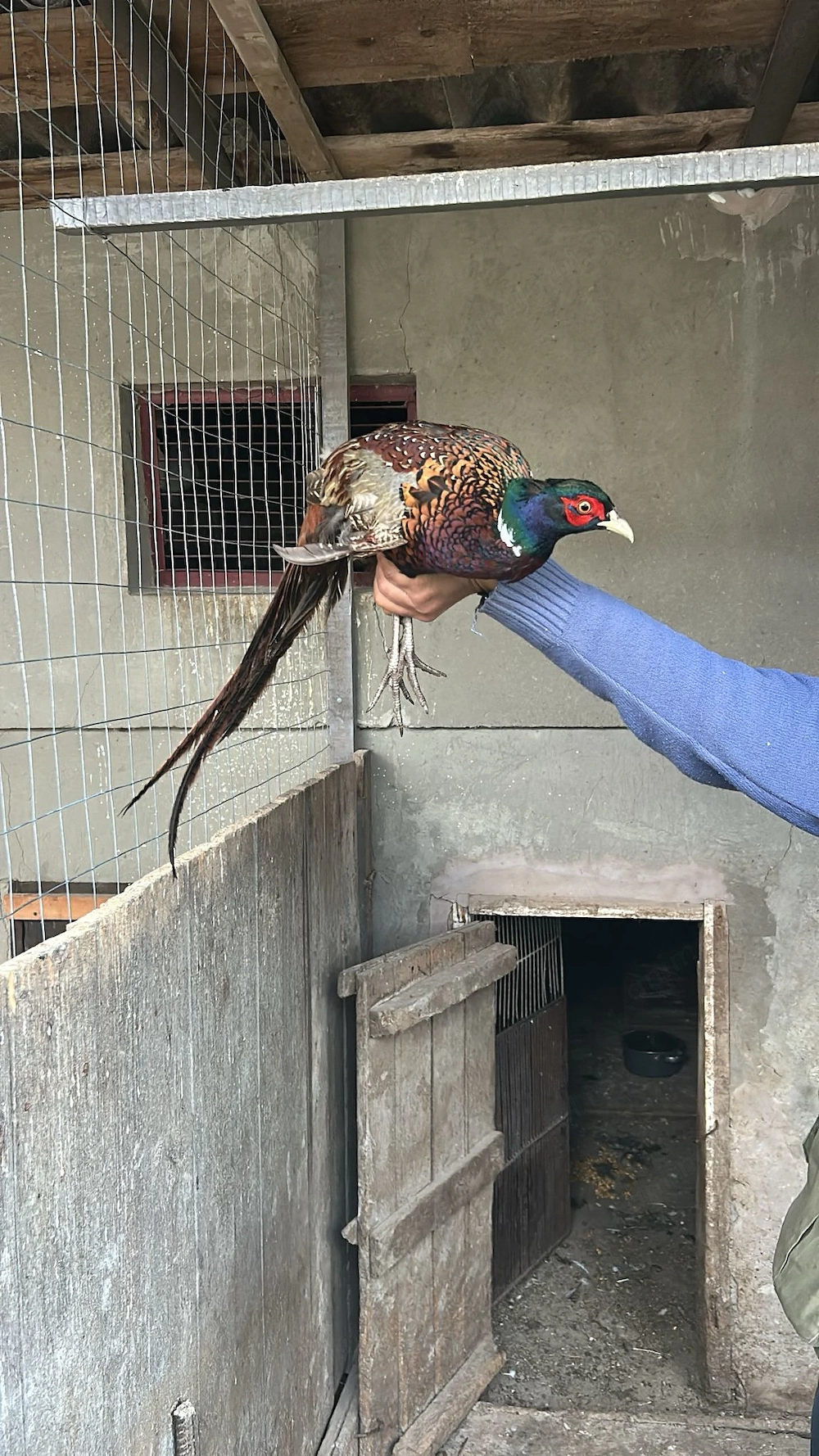 Fazani comuni de vanzare 