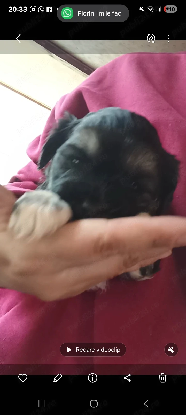 Shitzu fetita de vanzare