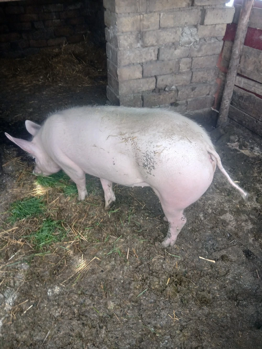 vand purcea landras cu marele alb greutate 80 90 kg frumoasa si mancacioasa buna pentru monta sau ta