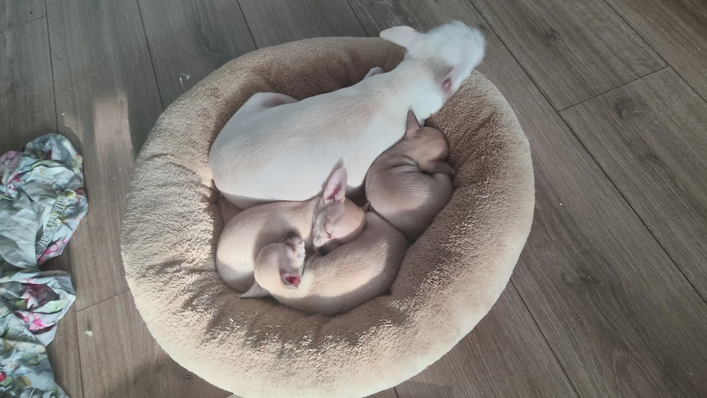 Vând pui chihuahua deosebiti