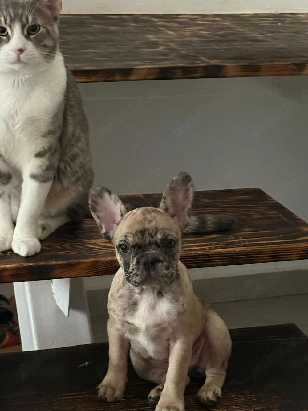 De vanzare BullDog Francez