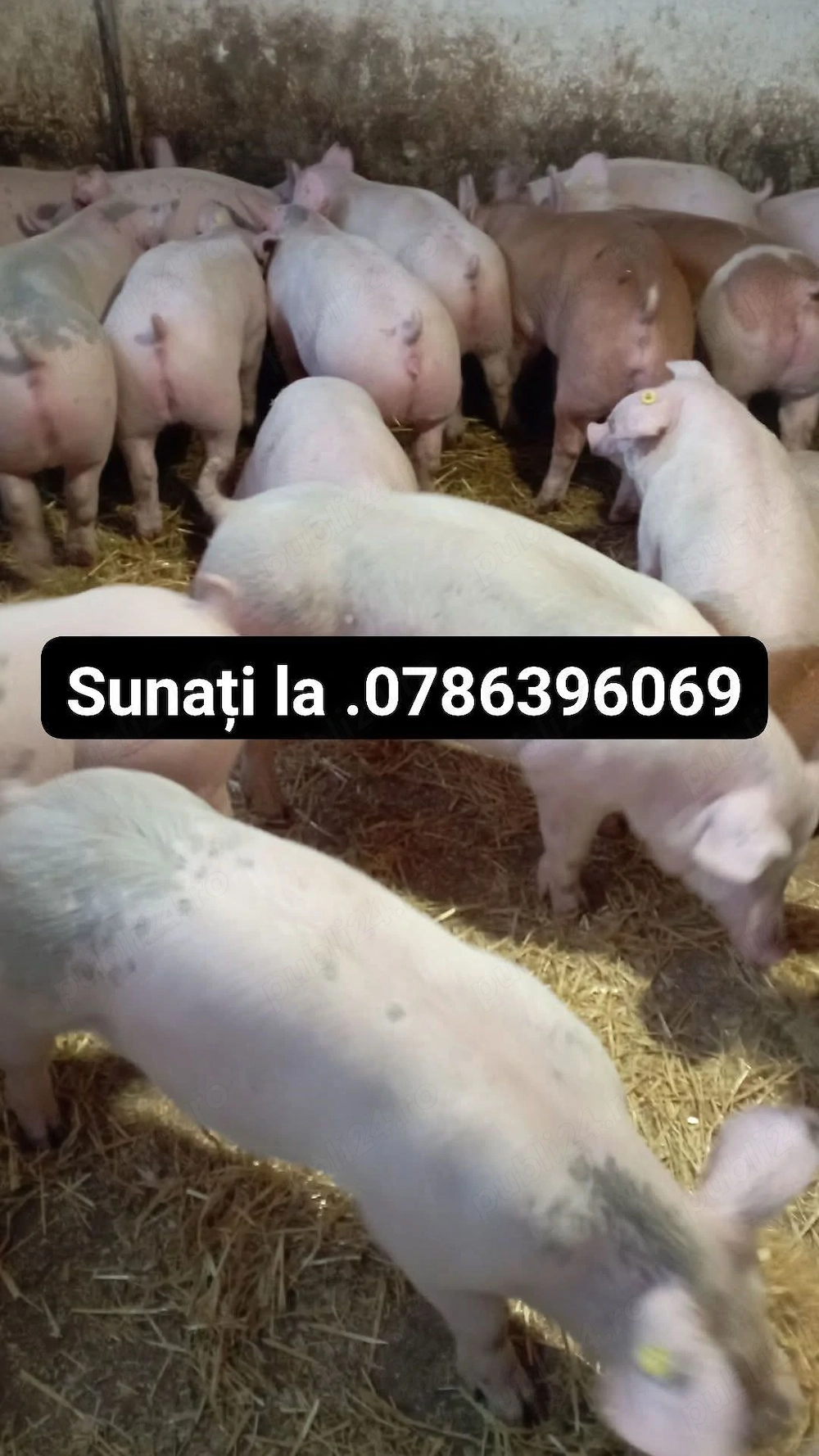 Vand grăsuni de carne 