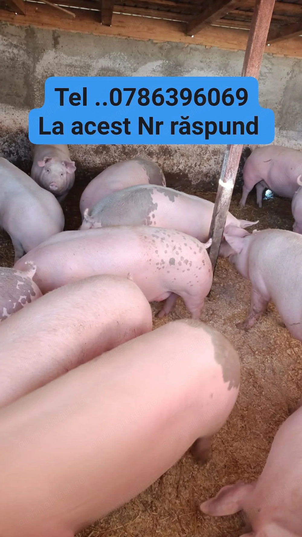 Vând porci de carne 