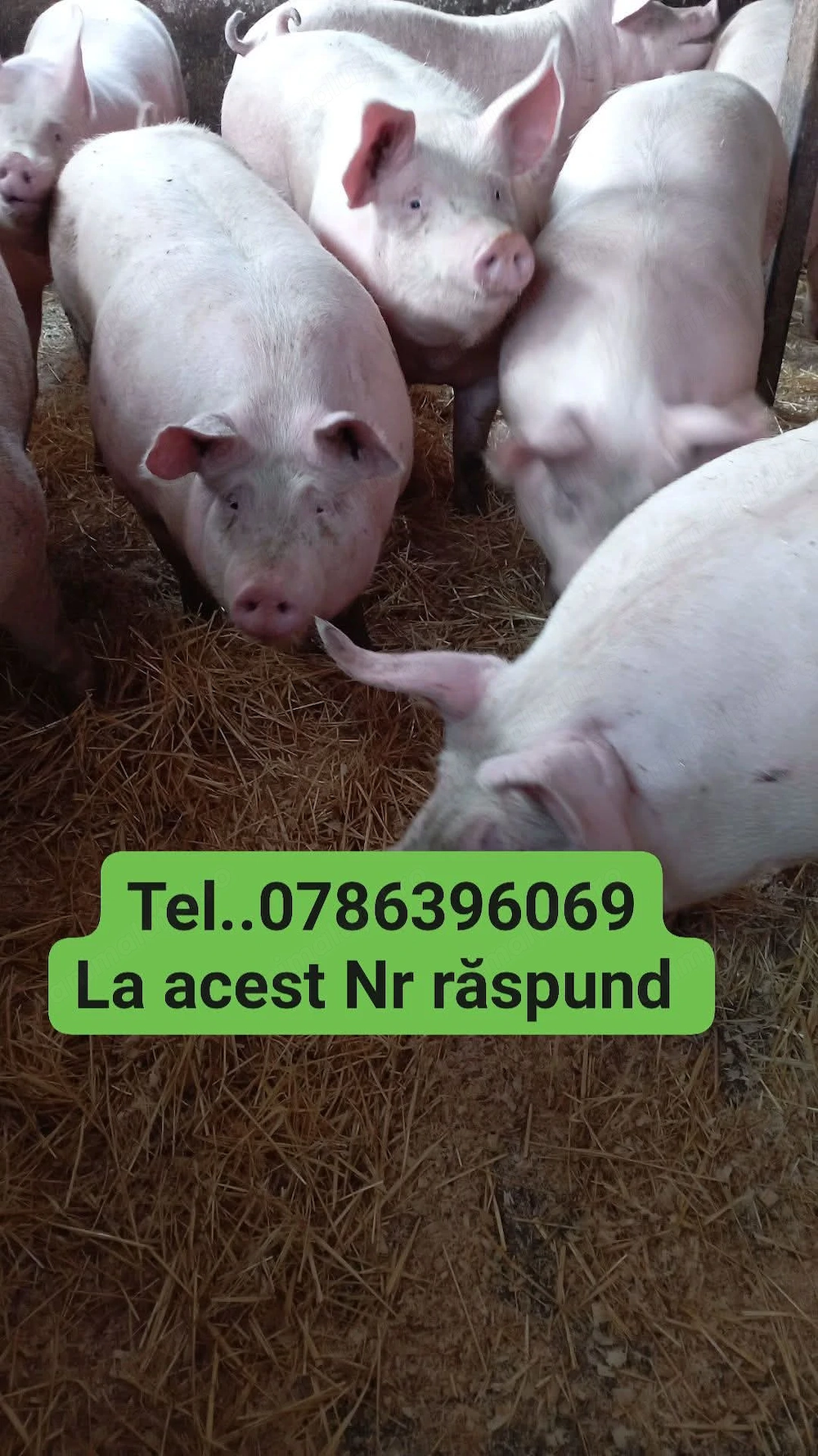 Vând porci de carne 