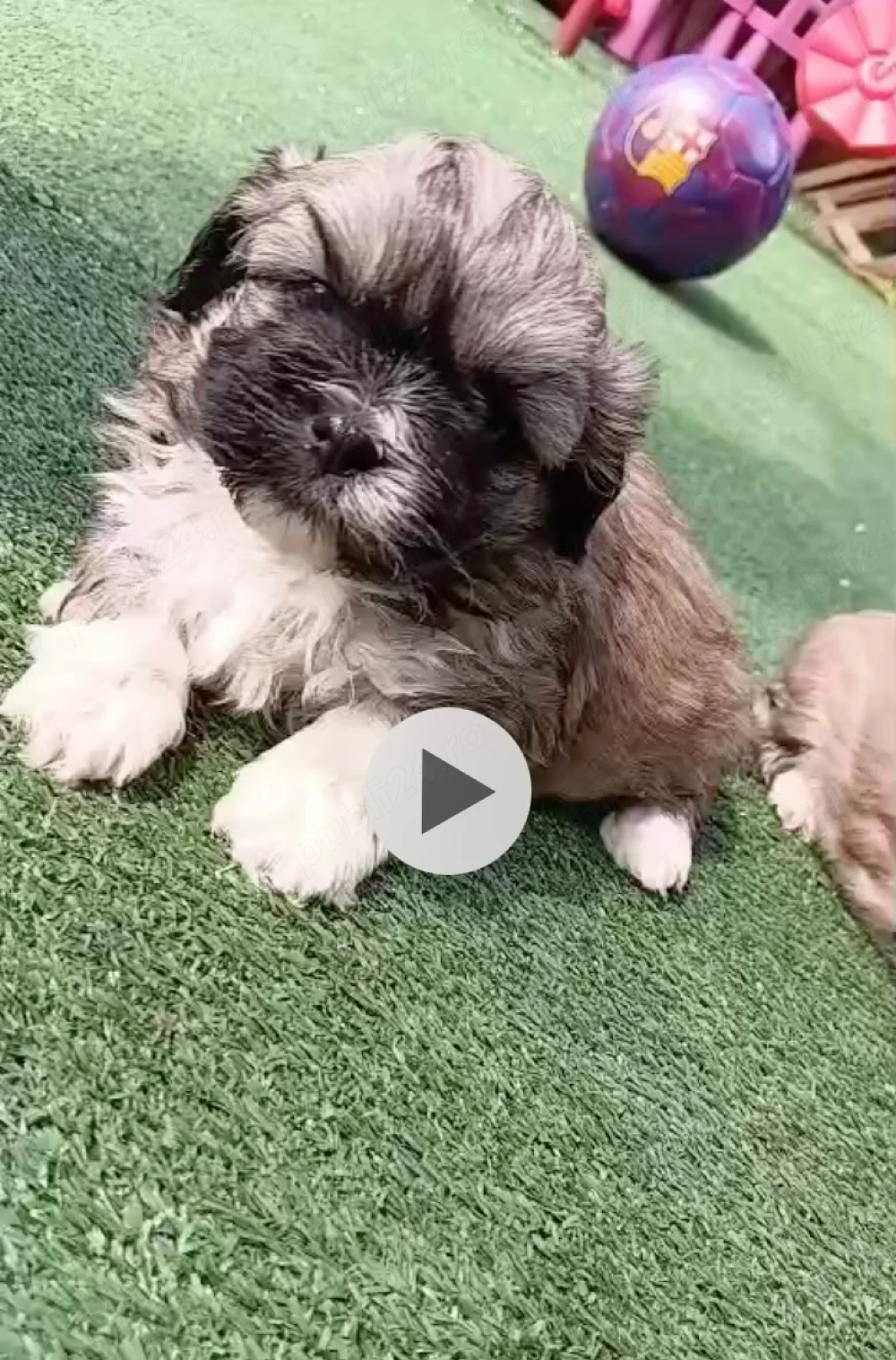 Vand shihtzu 6 saptamani baietei