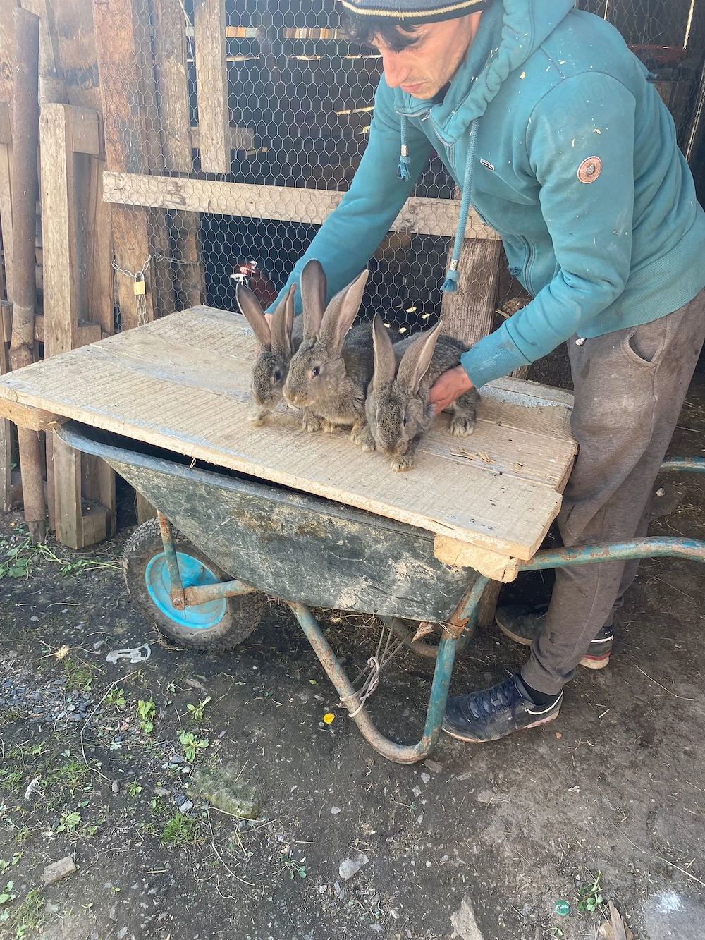 Vand pui de uriaș german și pui și 2 femele mature 