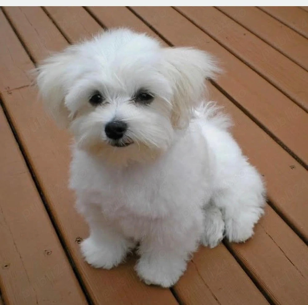 Bichon Maltez Mini Toy