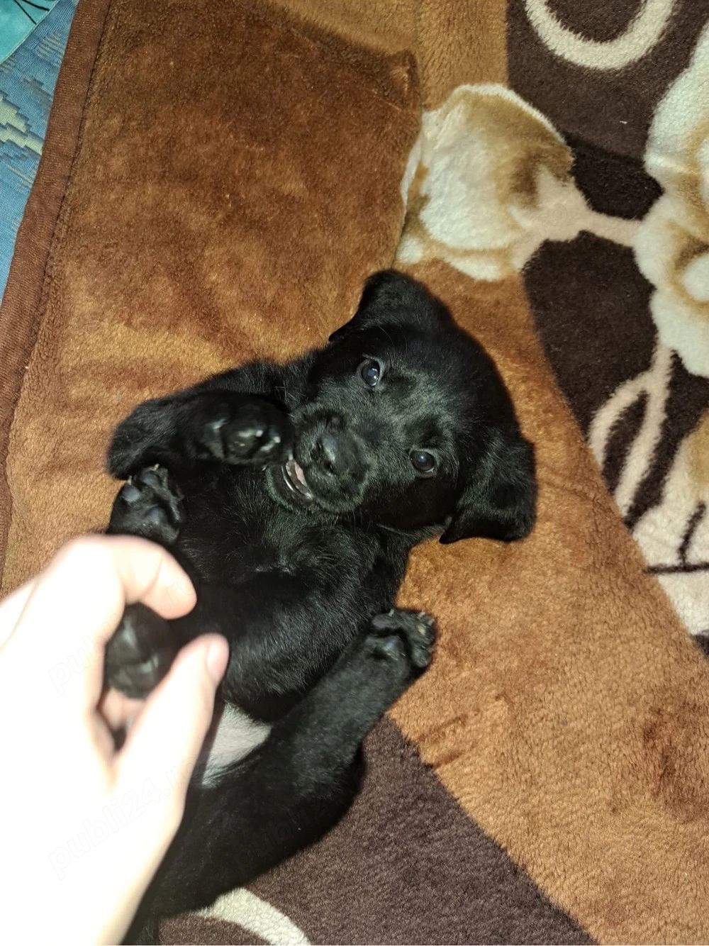 Pui labrador retriever fetite 