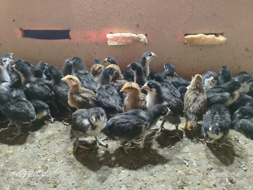 pui de australorp si italiană potarnichiu 