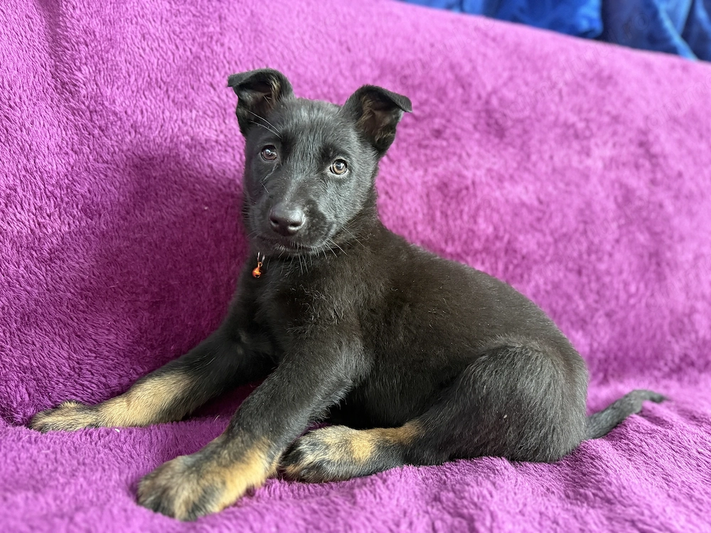 Ciobanesc german pui