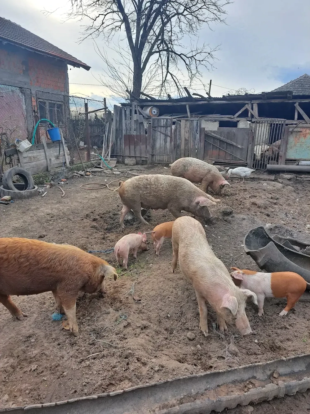 Porci de vânzarea!! De la 60 kg la 230 kg!