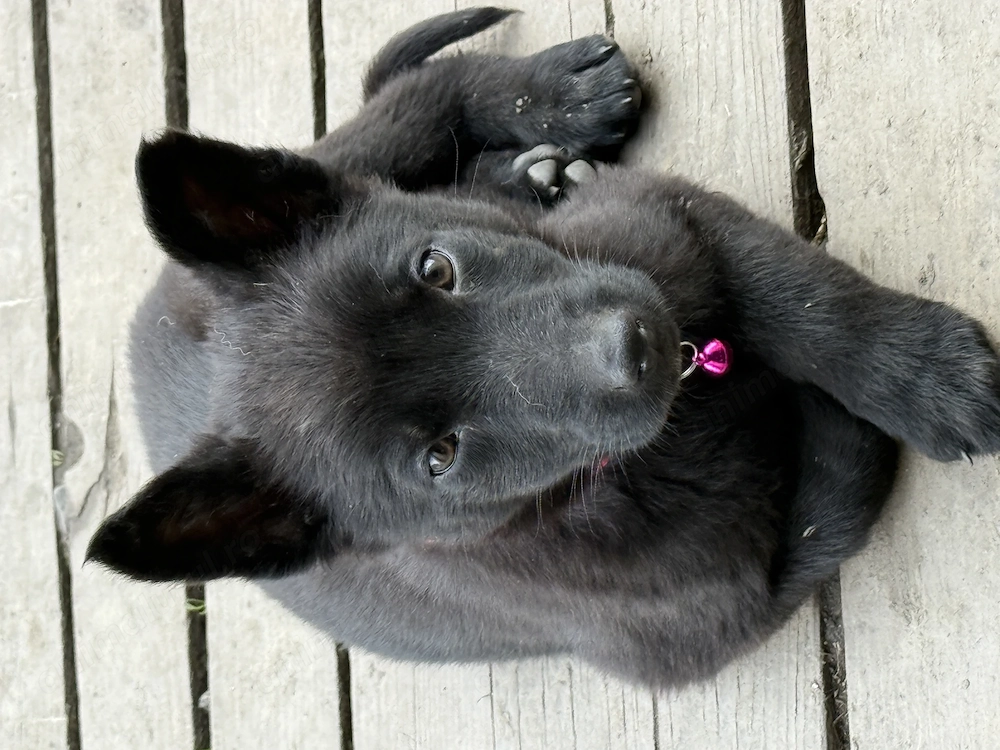 Femela ciobanesc german