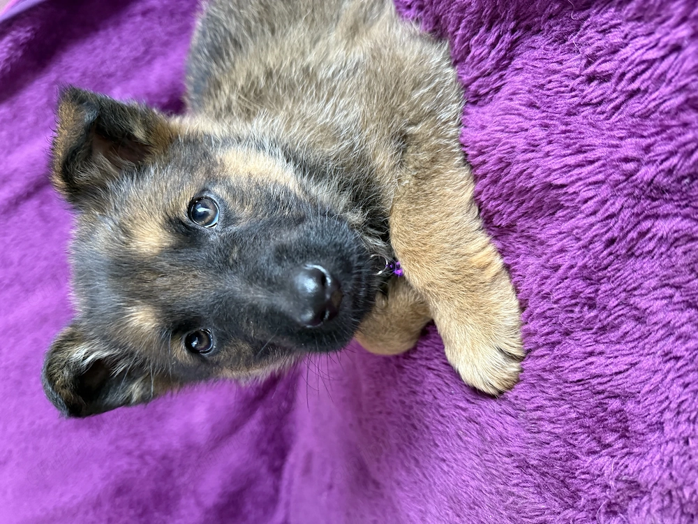 Ciobanesc german mascul