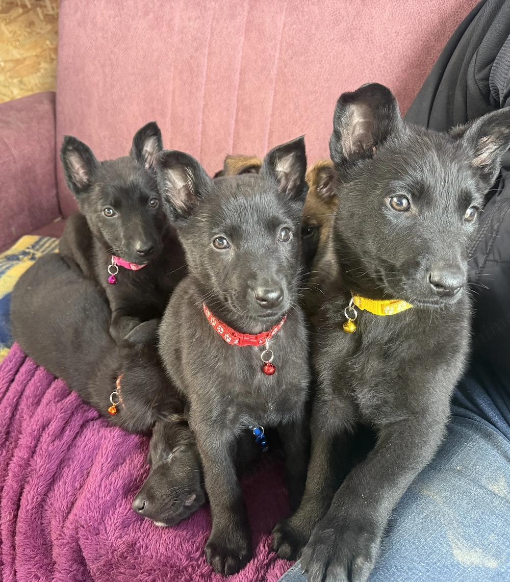 Ciobanesc german femela