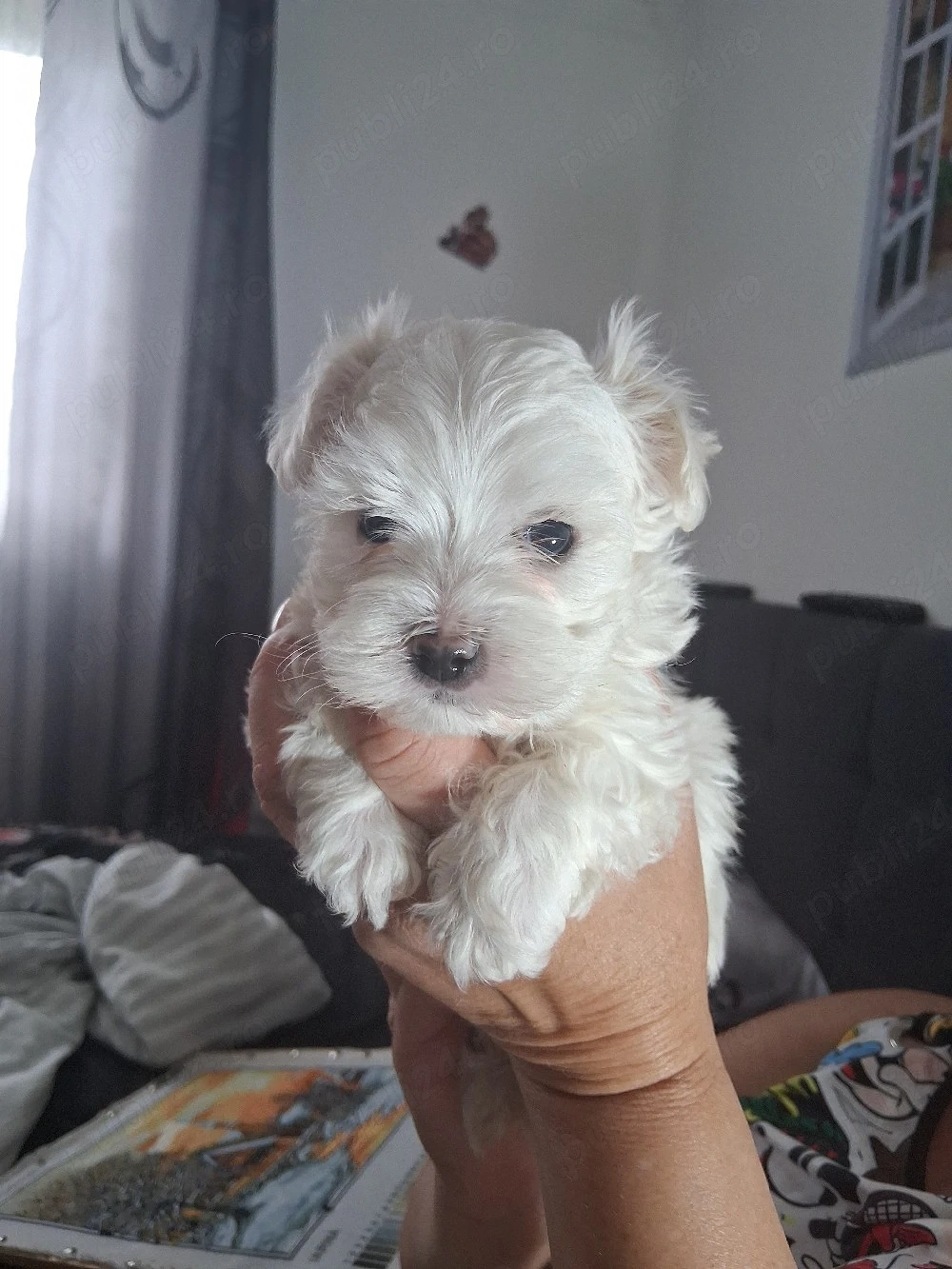 vînd băiețel bichon