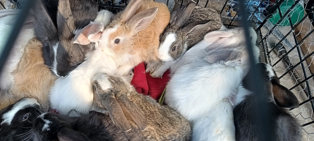 Iepurași frumoși și colorați 