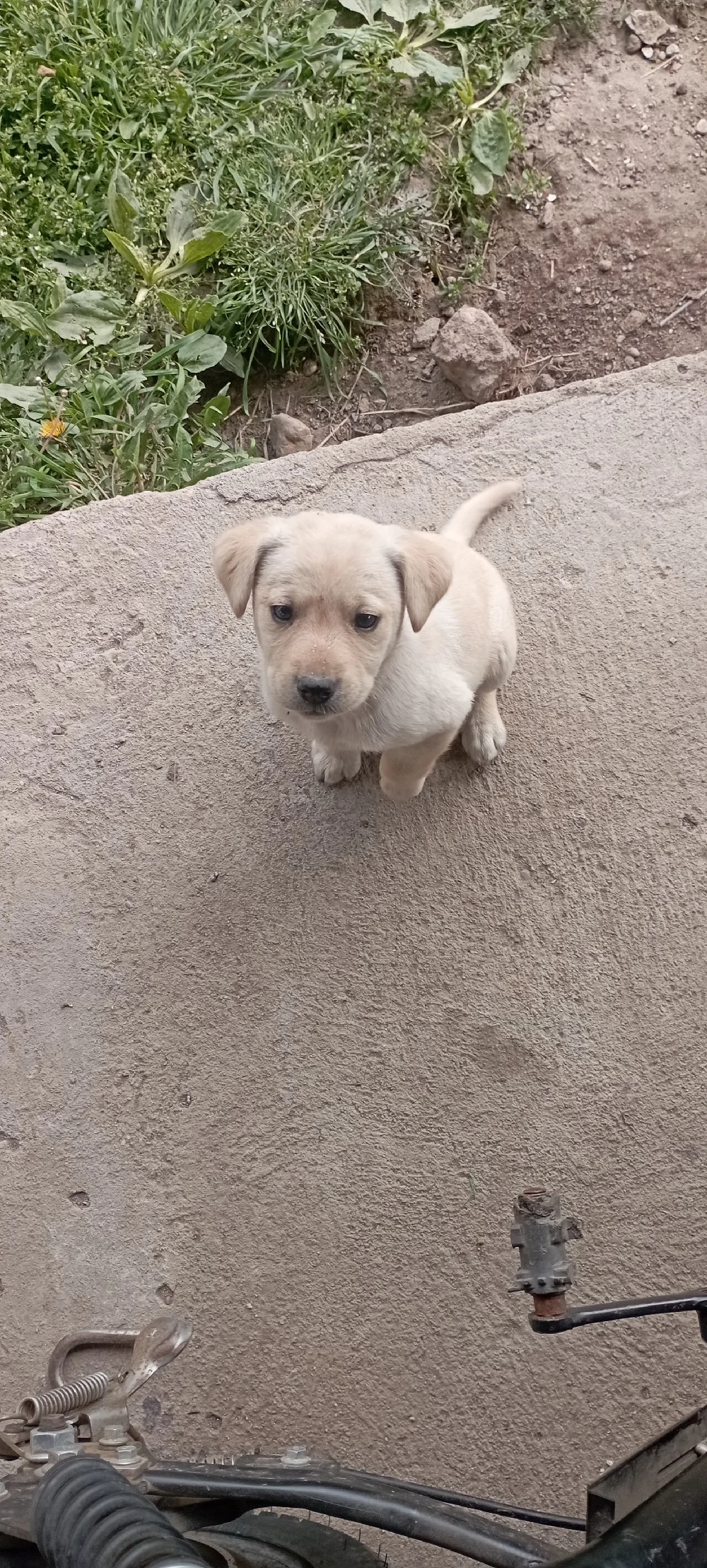 vand labrador retriever (ULTIMUL PUI)