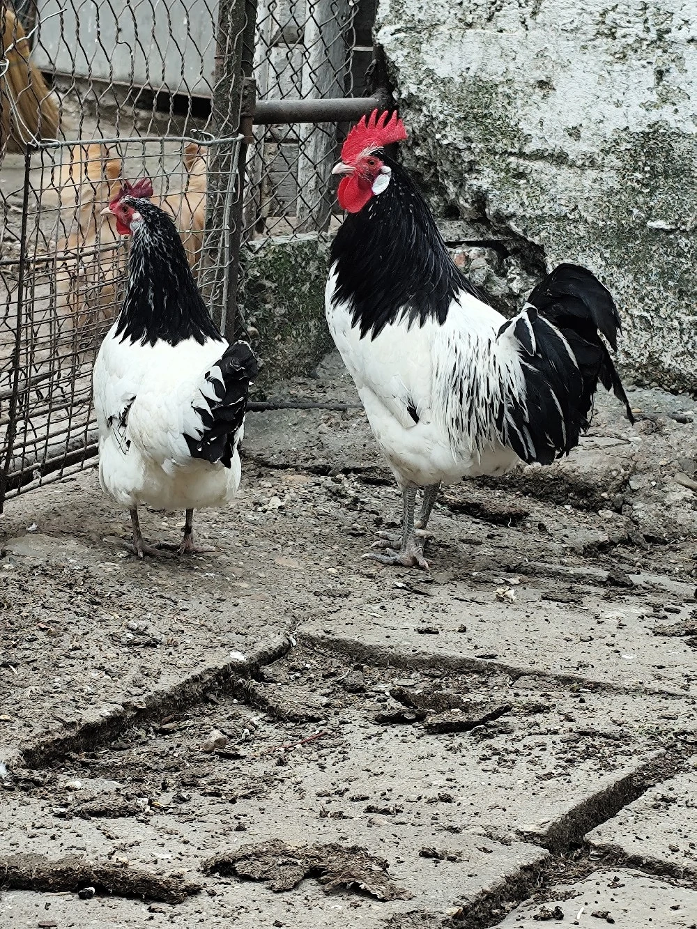 Lakenvelder găină și cocoș 