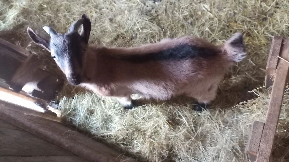 ied pentru sacrificare.