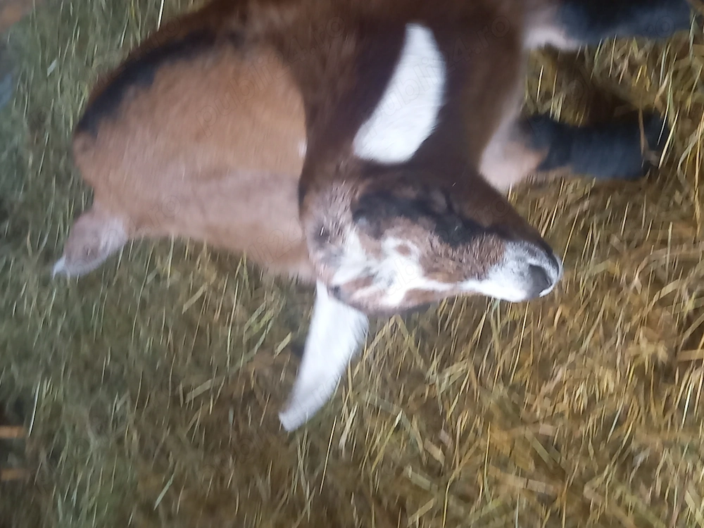 Vand iezi alpini de 6 sapt.