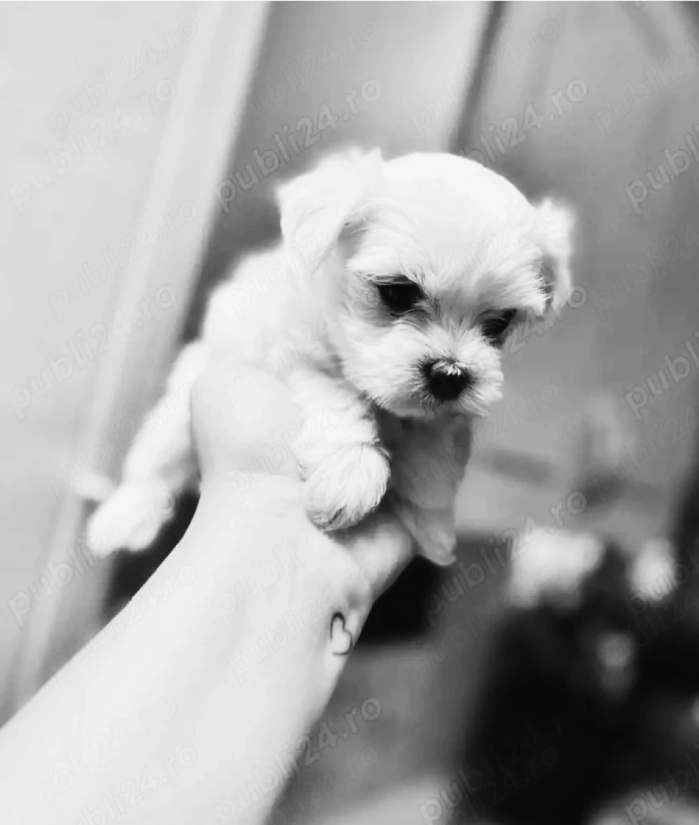 Bichon miny toy 6 saptamani 