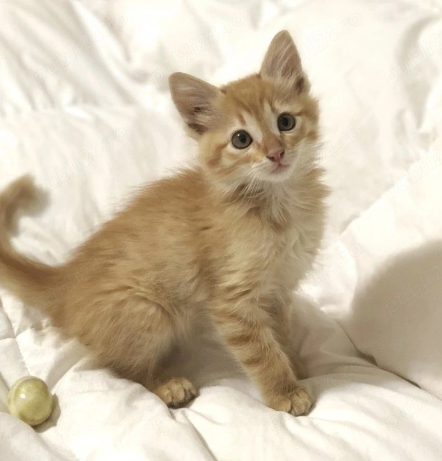 Siberiană de Pădure 