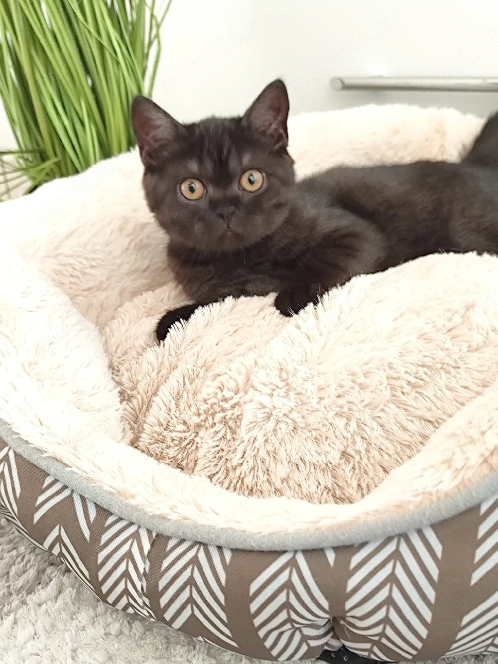 Motanel British Shorthair 