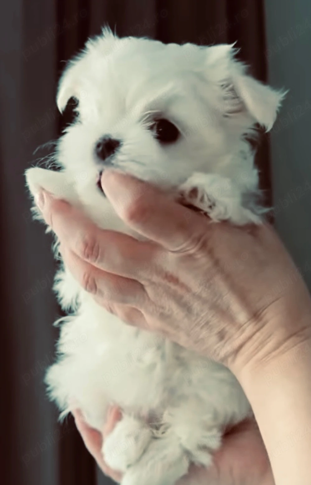 Vand bichon miny toy 6 saptamani