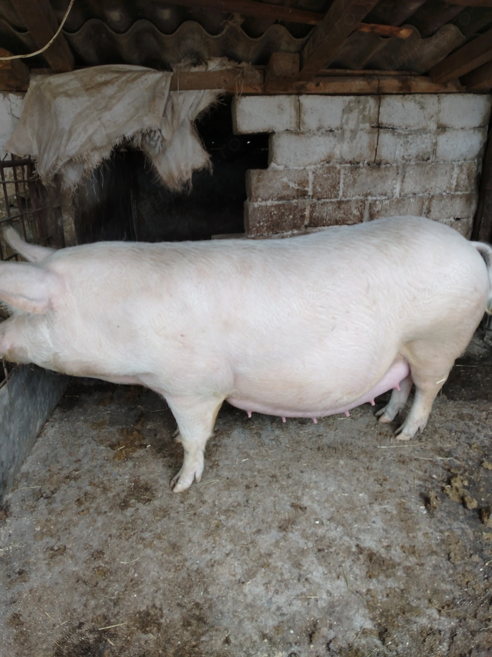 Vând purcea gestanta