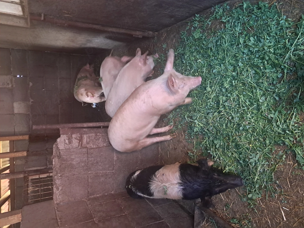 Vand soldani in beltiug 