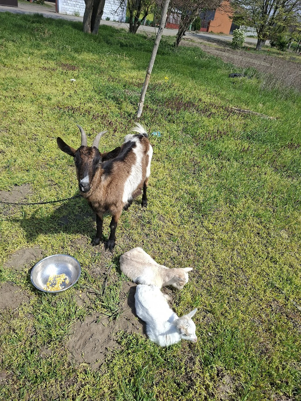 capra cu iesi de vazare 