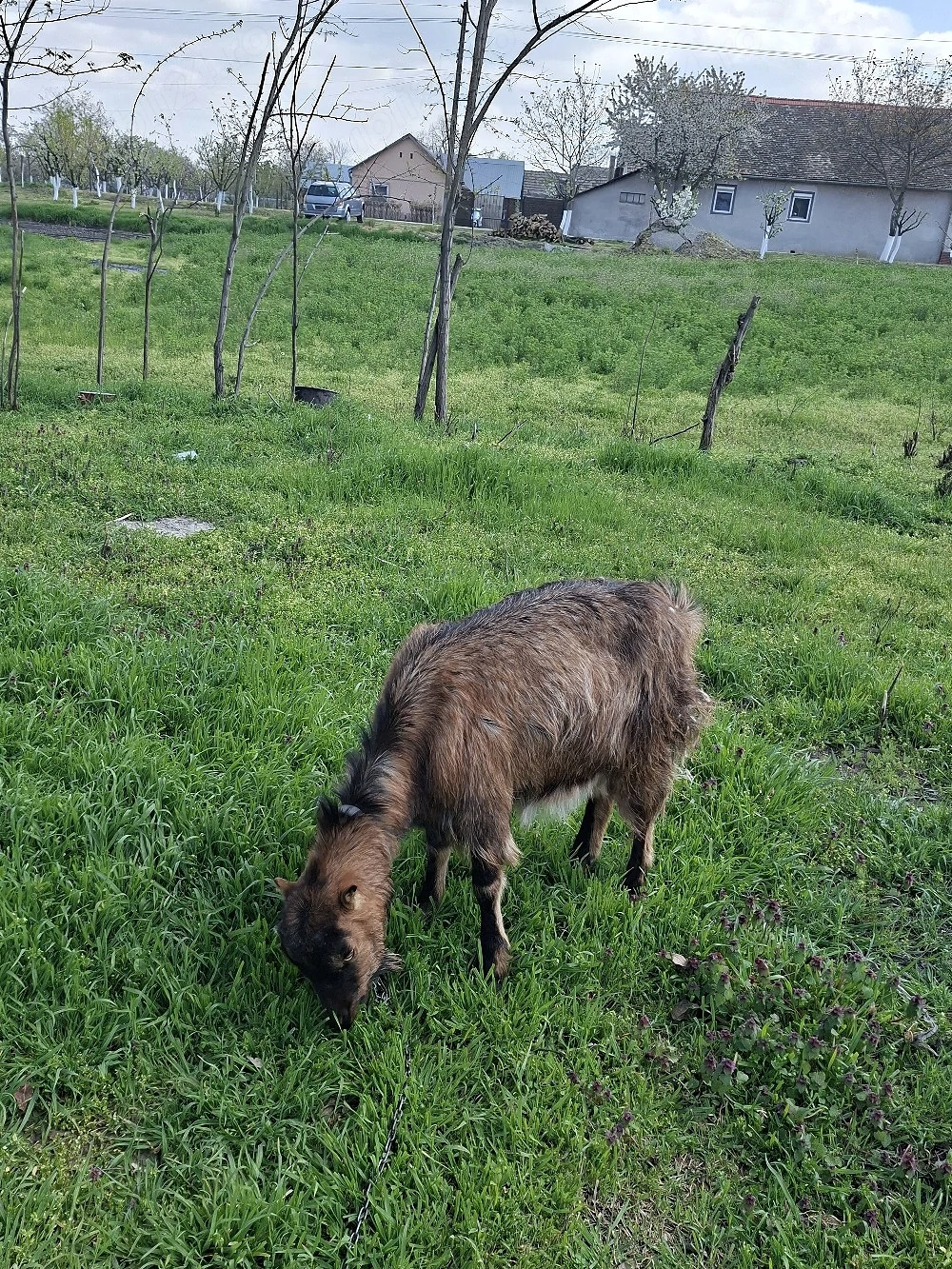 capra alpina farcsza de vazare 
