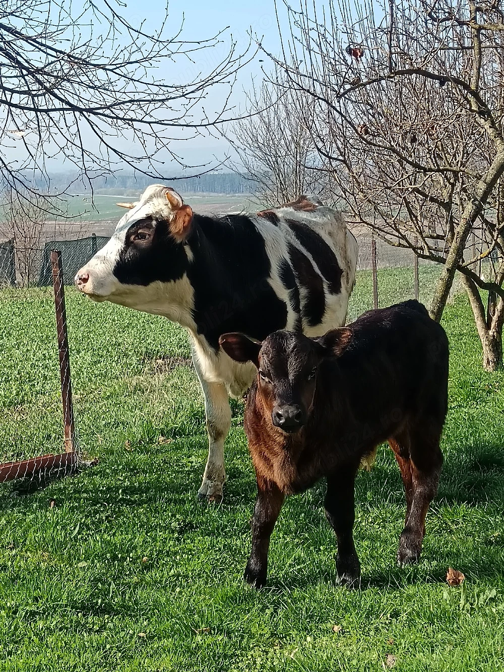 junca cu primul vitel angus de 6 săptămâni 