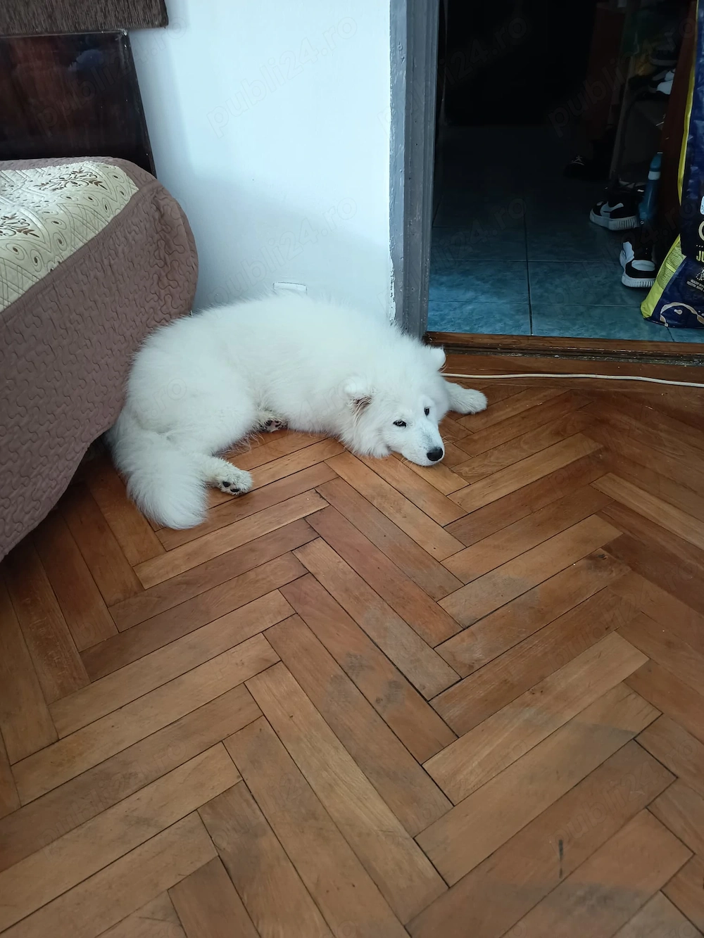 Samoyed 5 luni
