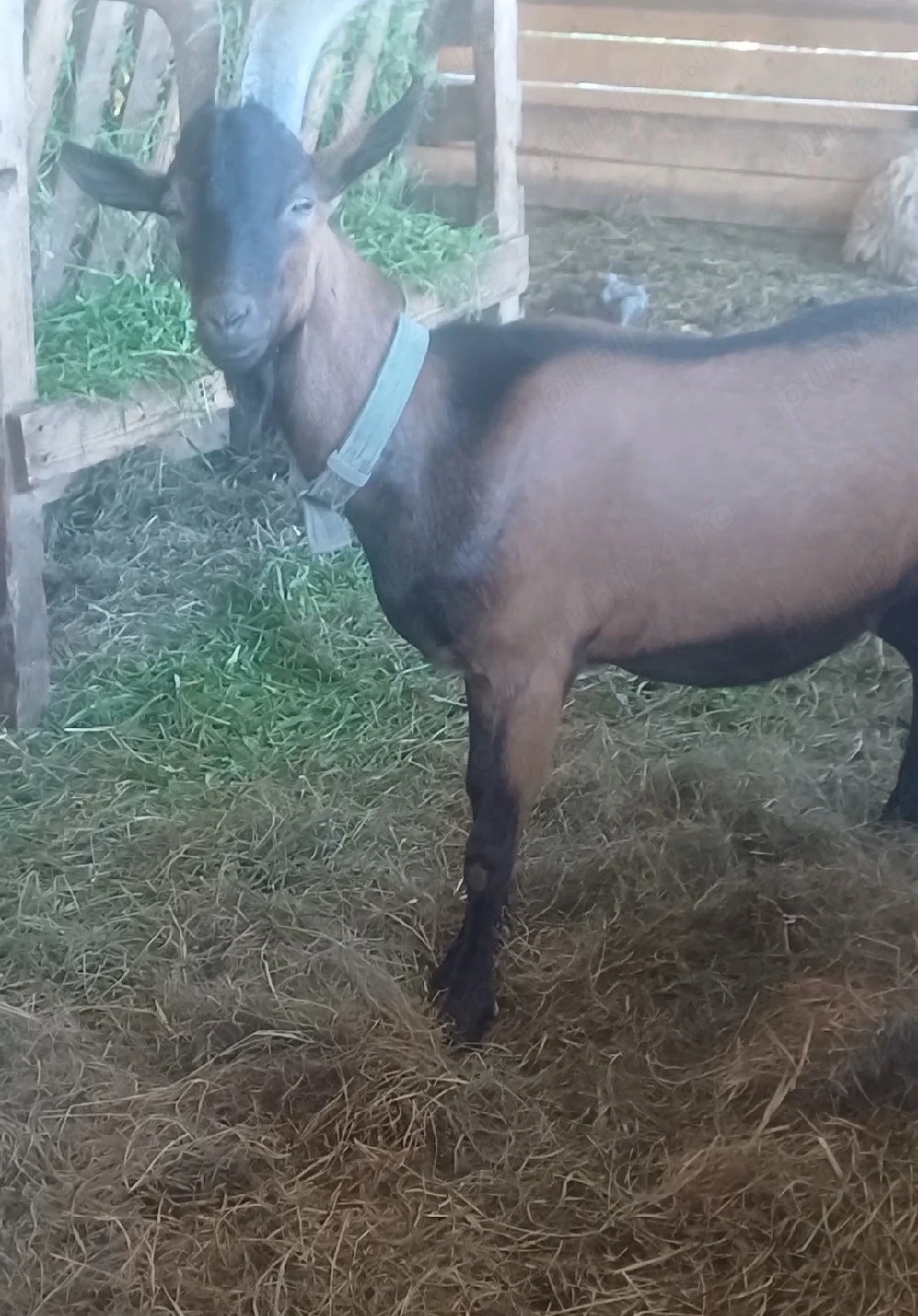 Disponibil 1 țap alpin francez !