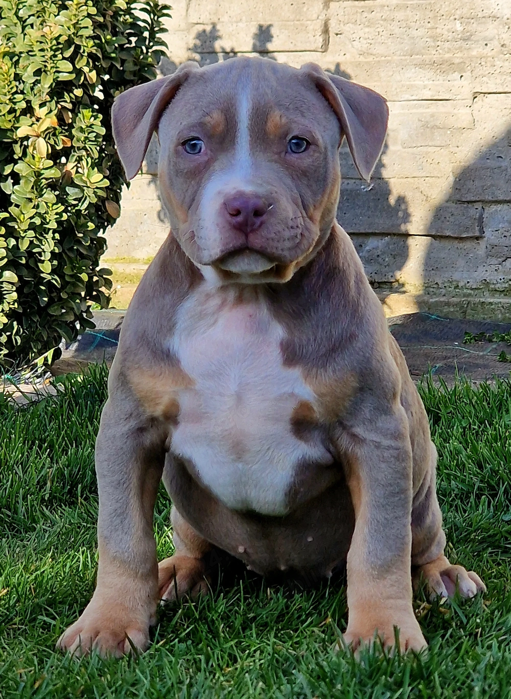 Vand catei American Bully xl