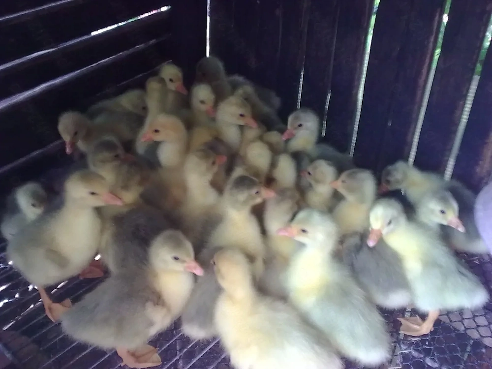 Boboci de Gasca Albi