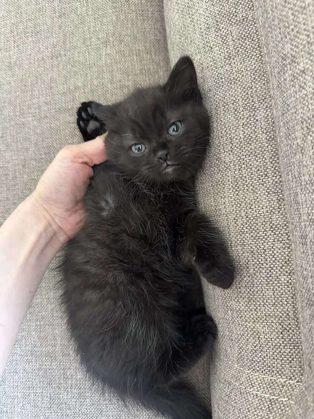 Pisoi negru superb   tată British Shorthair