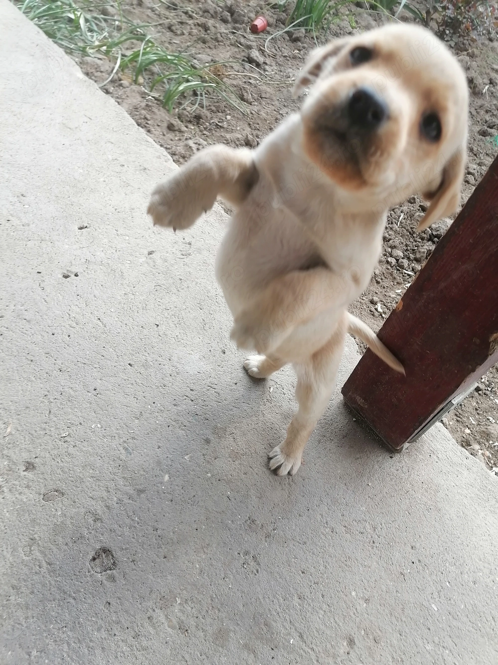 Labrador retriver foarte jucaus