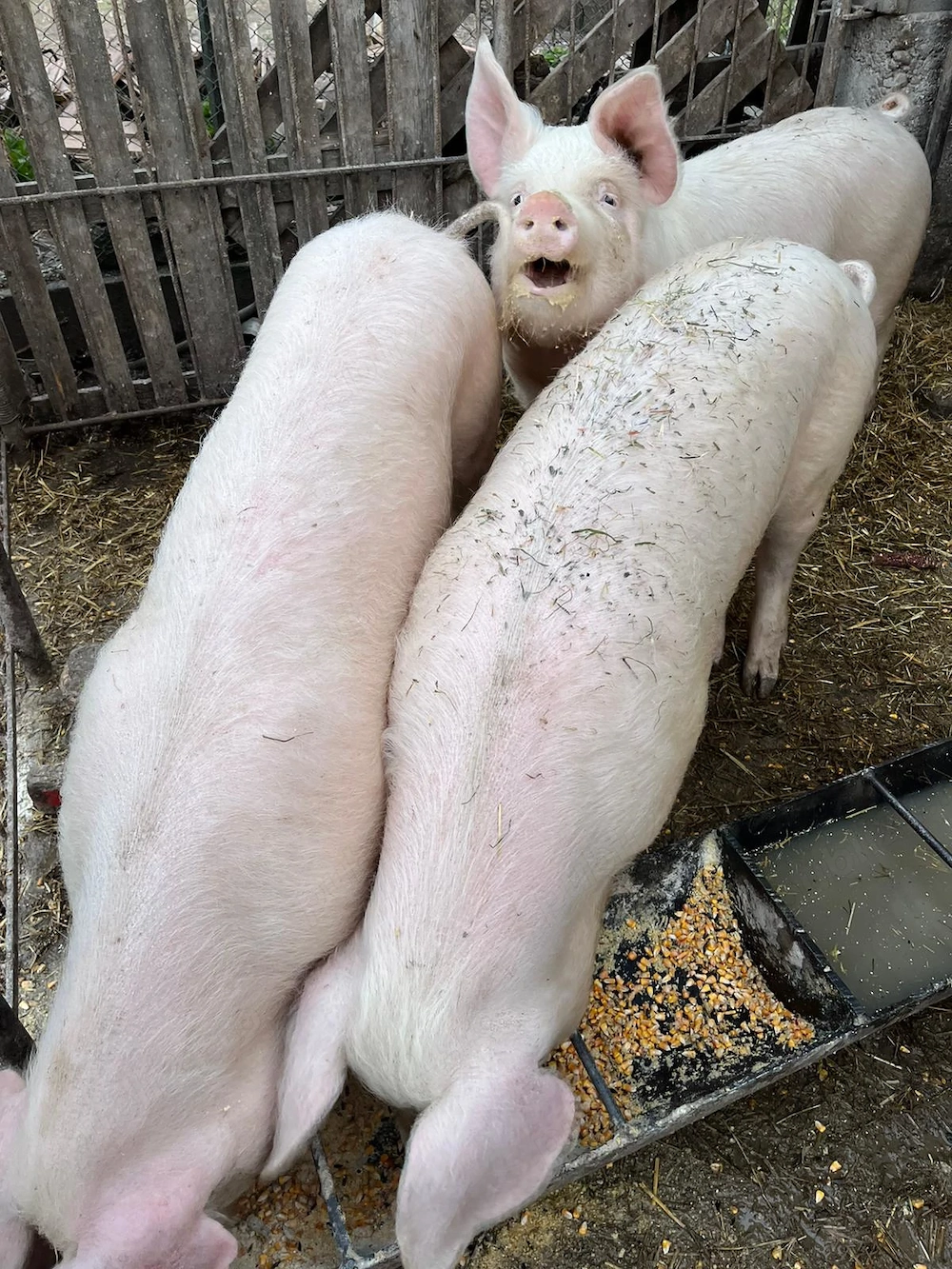 Vand porci intre 90-150 kg 