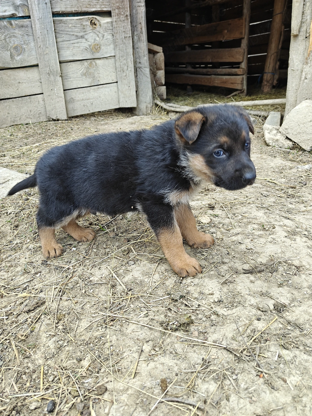 Vând căței ciobănesc german 