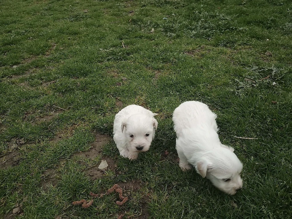 Bichoni (Fetiță & Băiețel)
