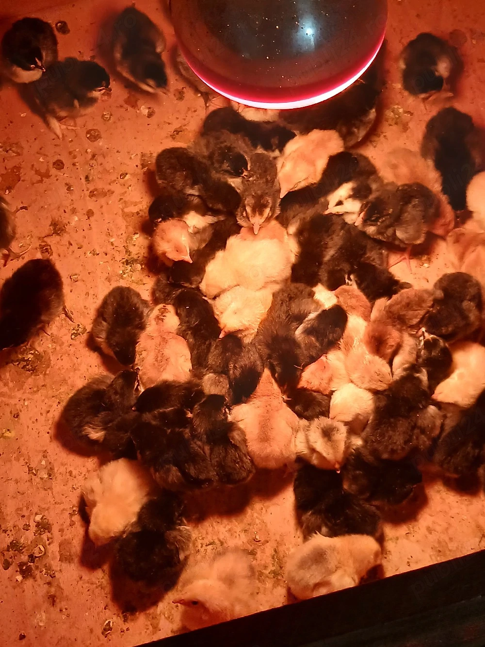 pui Australorp si metis brahma