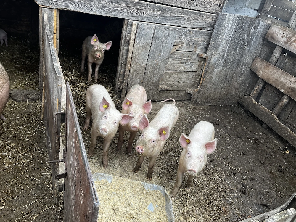 6 purcei de vânzare 800 lei bucata 30 kg