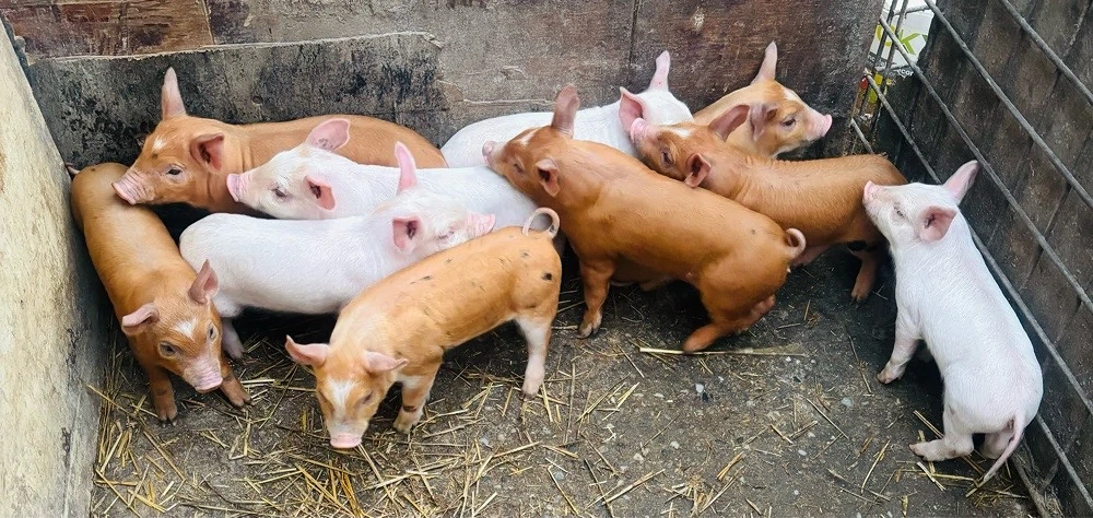 purcei crescuti la țară 