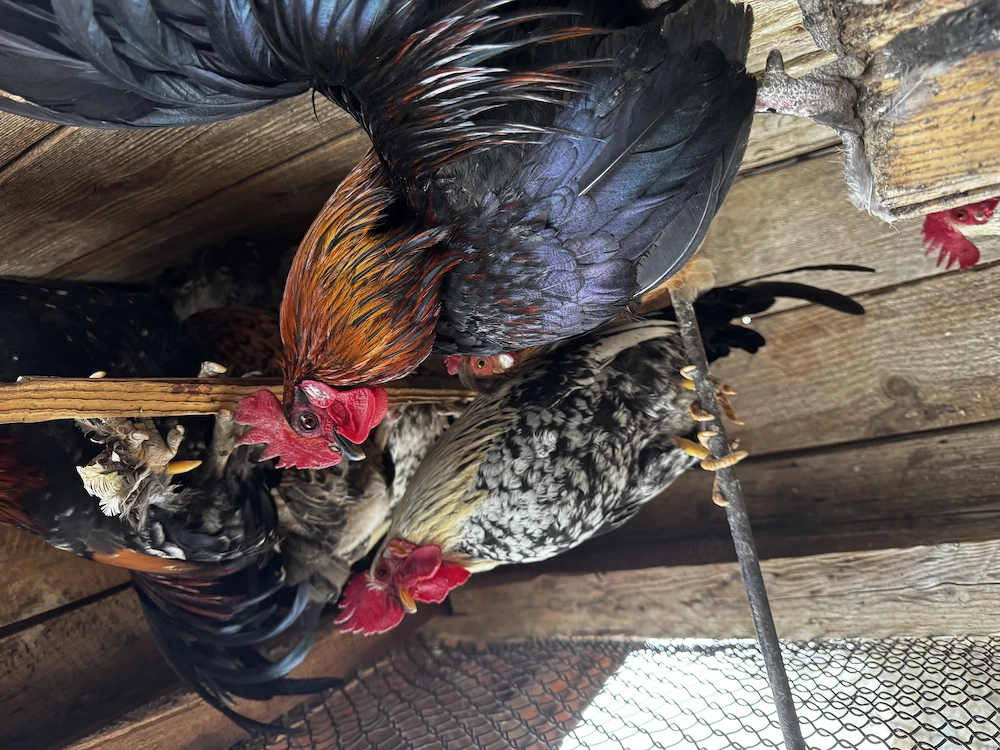 Cocoși de țară - rasa pitică 