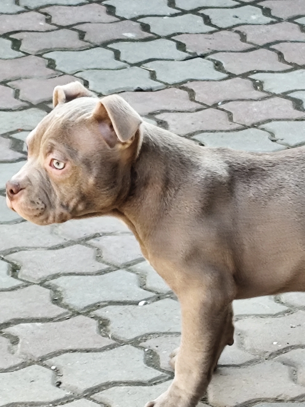 American Bully   femelă